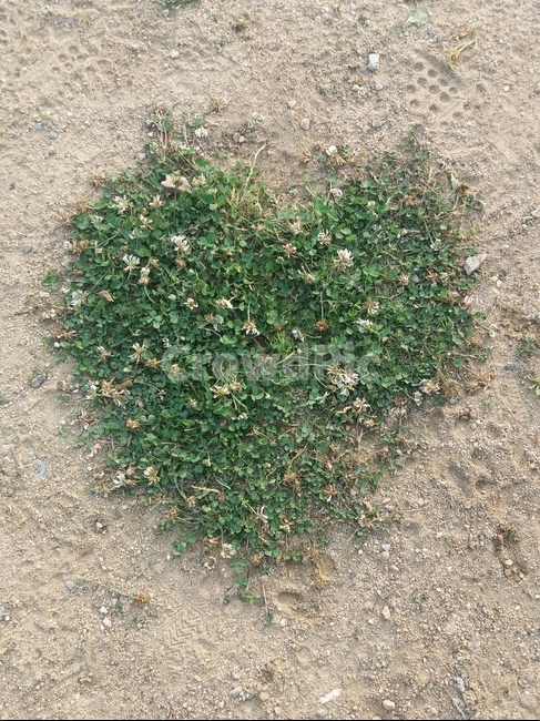 클로버,하트,풍경,love,세잎클로버,식물,자연,plants,nature