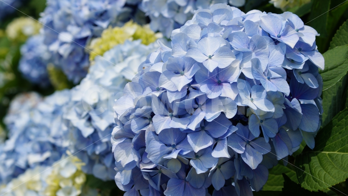수국,거제도,거제수국,바람의언닥,신선대,식물,자연,plants,nature,꽃,flower