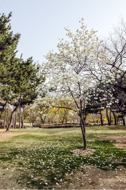 목련,산책,봄,magnolia,꽃,flowers,봄,계절,spring,season,식물,자연,plants,nature,꽃,flower,plant,tree,나무