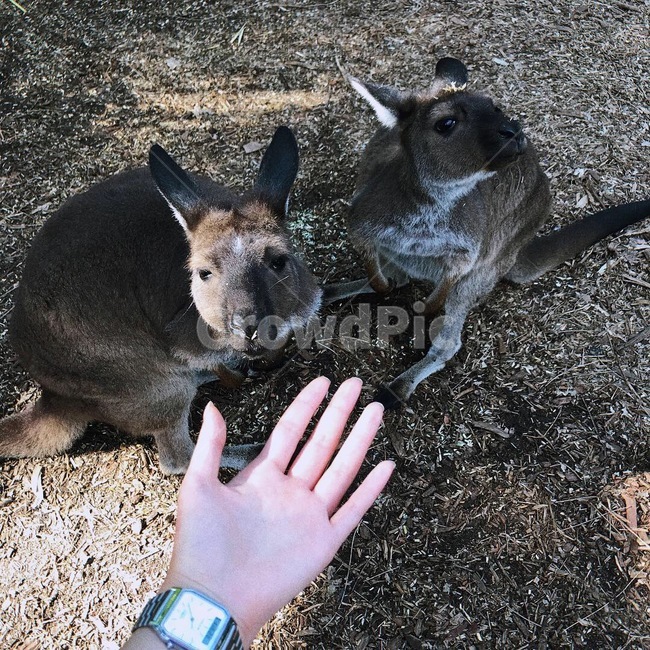 캥거루,호주,동물,동물원,아기캥거루,동물,animal,포유류,mammal