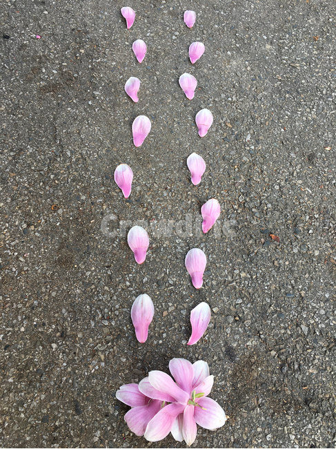 홍목련,목련,목련꽃길,꽃길,발자국,발자욱,꽃발자국,꽃발자욱,백목련,아스발트,아스팔트