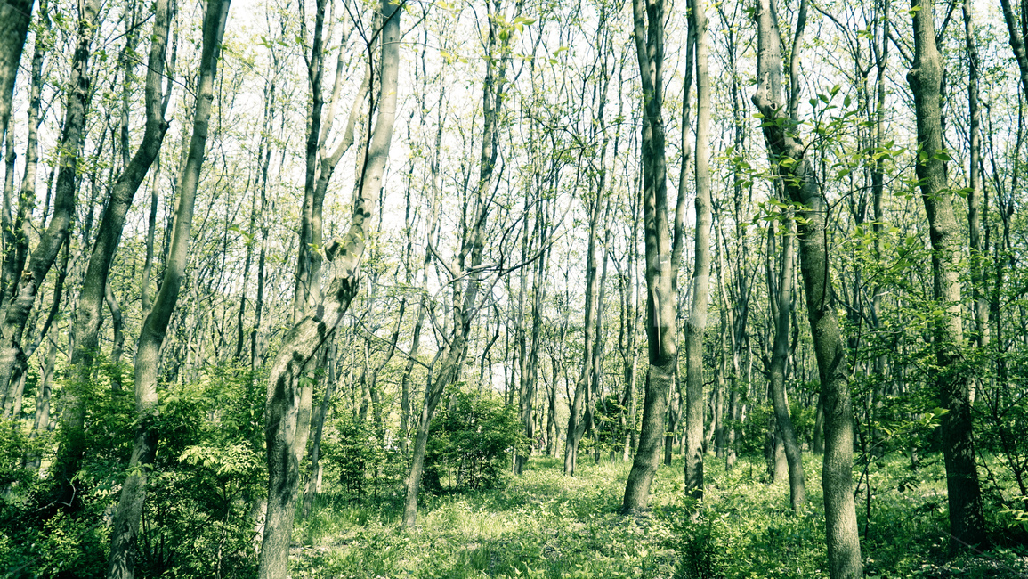산,나무,초록,꽃,꽃밭,숲속,자연,풍경,nature,landscape,식물,plants,나무,trees,wood,휴식,힐링,rest,relaxation,healing,tree,plant,vegetation,초목,forest,숲,land,땅,outdoors,옥외,woodland,삼림지,grove,작은 숲
