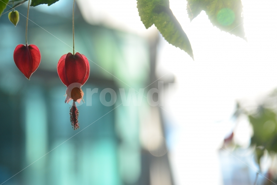 꽃,몽환,역광,사진,물향기수목원,식물원,느낌,시선,식물,자연,plants,nature,꽃,flower