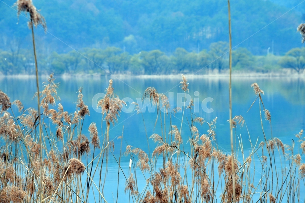 식물,plant,봄,새싹,강,호수,푸름,녹색,갈대,reed