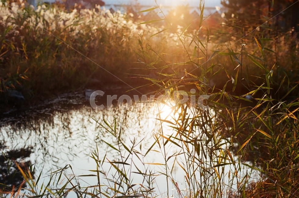 해질녘,가을,11월,억새,반영사진,갈대,물반영,5시햇살,가을빛,따스함,식물,자연,plants,nature,휴식,힐링,rest,relaxation,healing