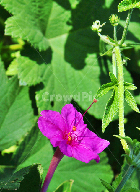 분꽃,꽃,식물,보라색,여름,소심,수줍음,식물,자연,plants,nature,꽃,flower