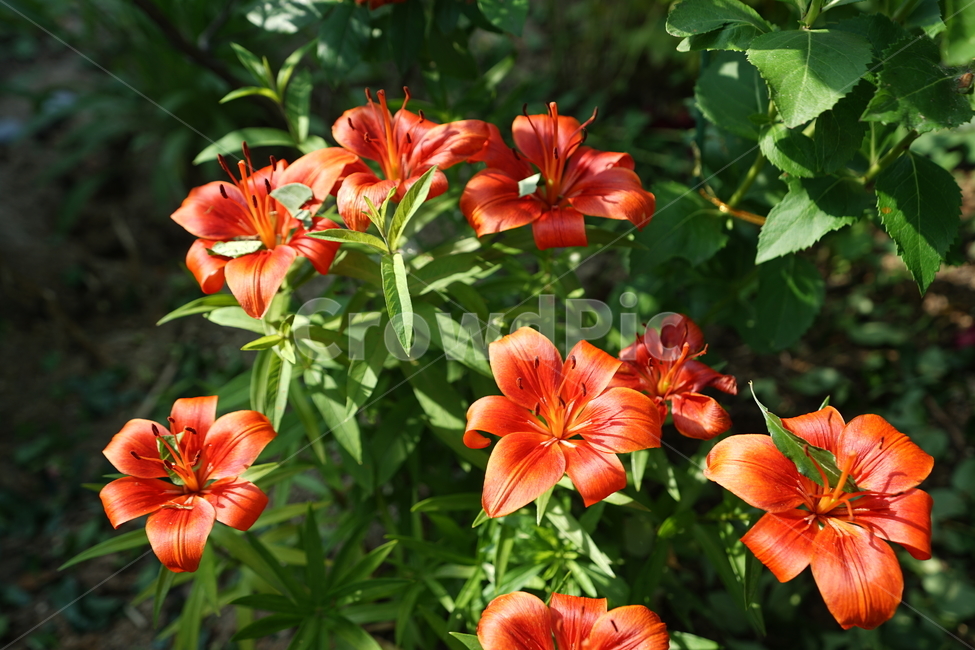 꽃,플라워,색감,컬러,주황색,오렌지빛,식물,접사,flower,생명,나리꽃,감성사진,자연,컬러풀,식물,자연,plants,nature,꽃,flower,색깔,색상,색채,색감,color sense,color sensitivity,feeling of color