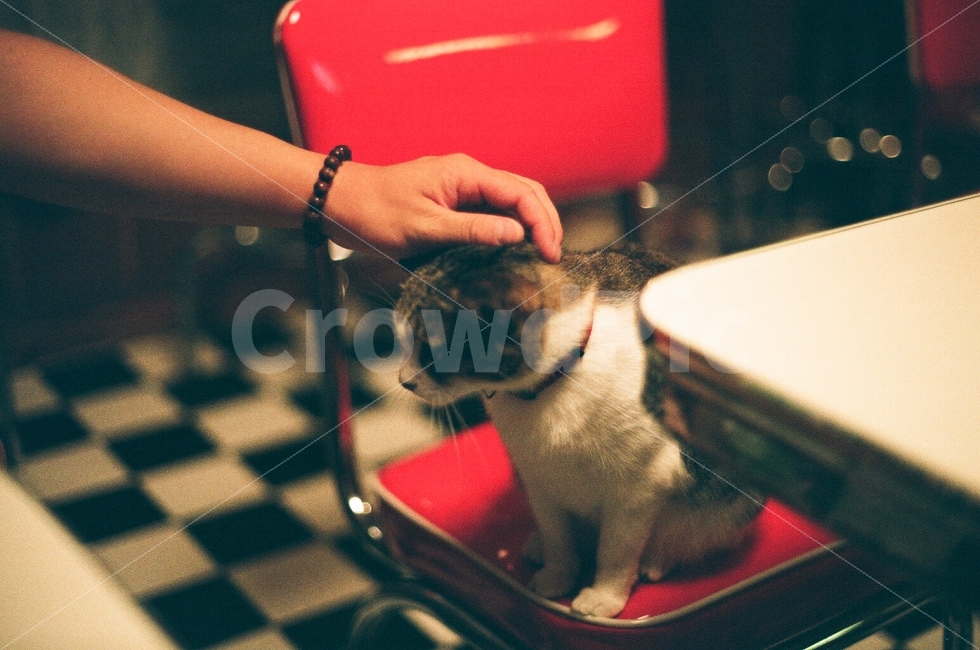 고양이,인물사진,손,팔,동물,감성사진,필름사진,오키나와,우정,친구,사랑,의자,빨간의자,테이블,팔찌,일본,cat,personal,hand,arm,animal,sensitive,film,okinawa,friends,love,chair,table,friendship,redchair,japan,포유류,mammal,고양이,cat,kitten,kitty,사람,인물,인간,human,person,감성,sensible,feeling