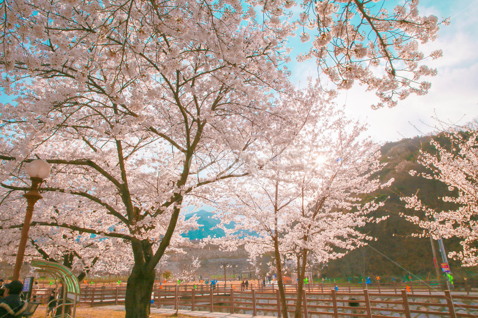 봄,벚꽃,감성사진,자연,계절,spring,꽃,season,벚꽃길,올렛길,금오산,봄,계절,spring,season,꽃,flower,plant,식물,blossom,cherry blossom