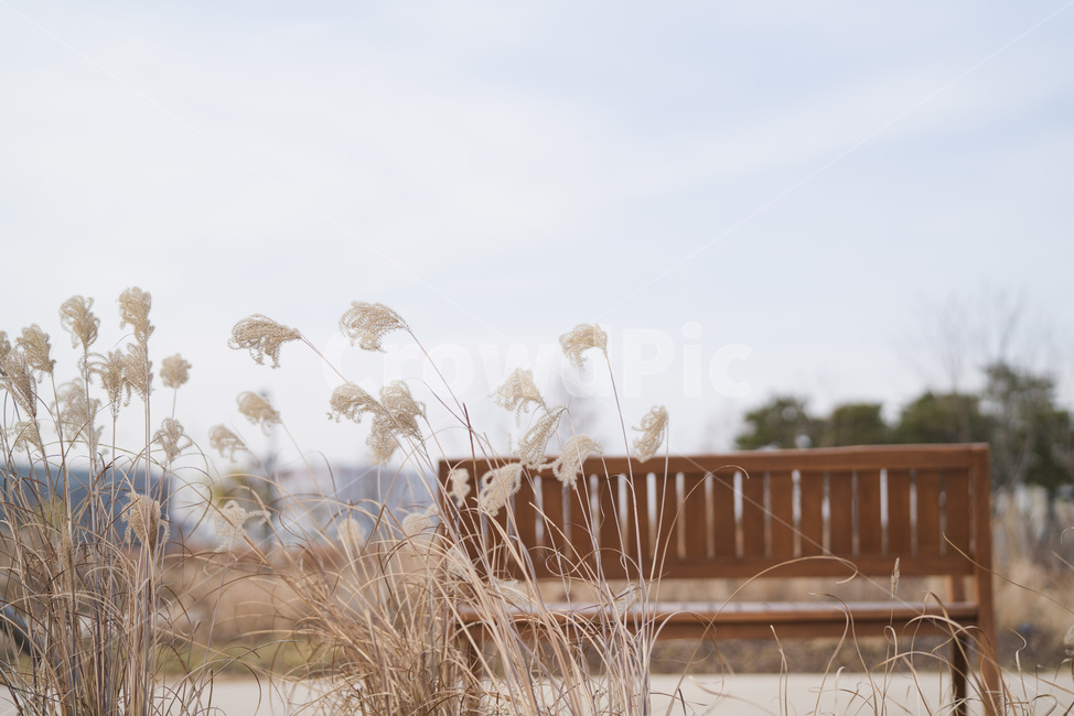갈대,벤치,의자,공원,자연,나무,하늘,길,가을,계절,fall,autumn,season,식물,자연,plants,nature,grass,잔디,plant,lawn