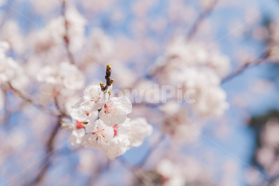 cherryblossoms,벚꽃,봄꽃,plant,식물,flower,봄,계절,spring,season,식물,자연,plants,nature,꽃,flower
