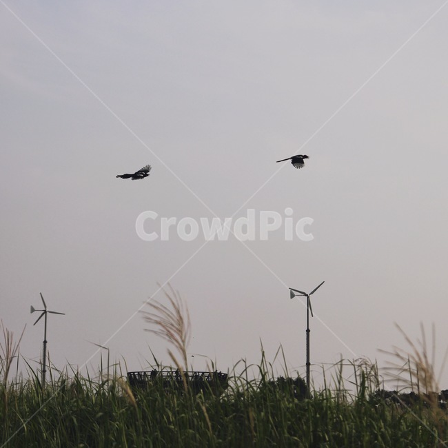 하늘공원,까치,억새축제,풍경,자연,nature,새,bird,seoul,touristattractions,park,landscape,magpie,sky,flying,동물,animal,조류,새,birds