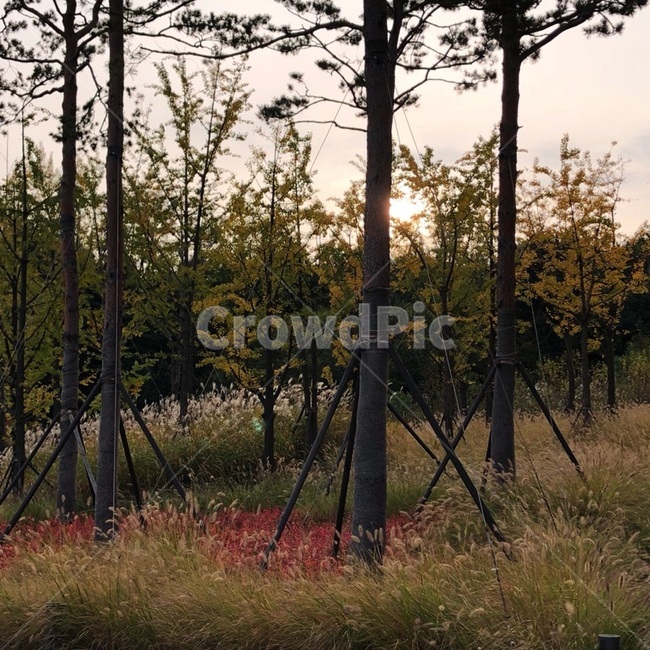 tree,나무,식물,nature,자연,outdoors,초목,vegetation,햇빛,노을