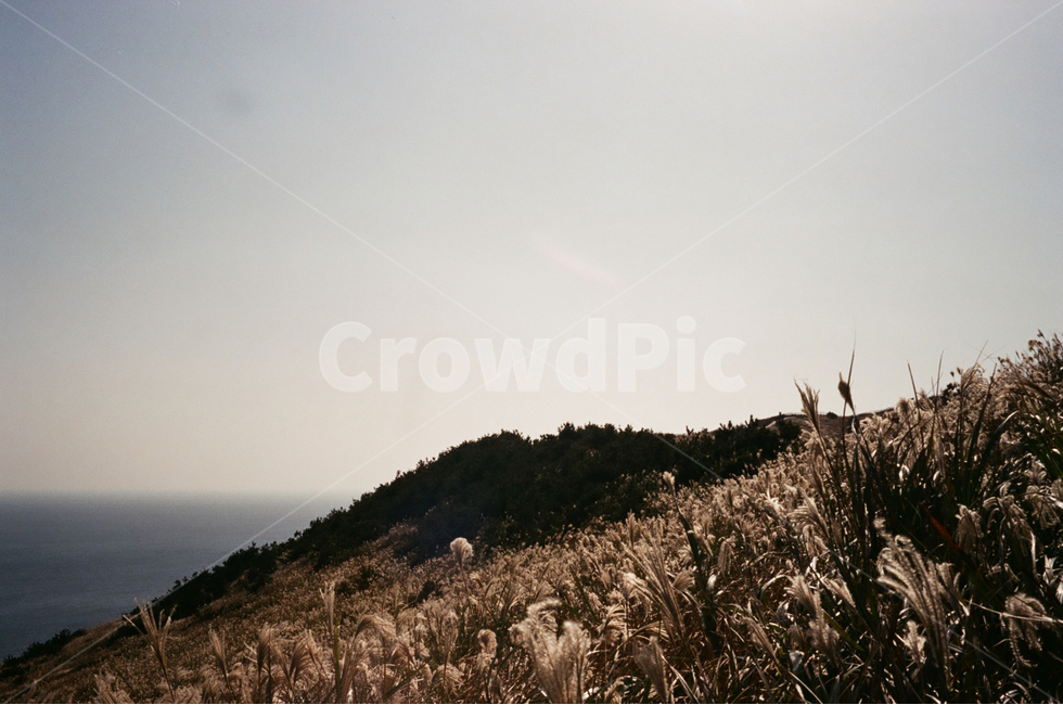 제주도,우도,풍경,갈대,필름사진,필름,자연,풍경,nature,landscape,grass,잔디,plant,식물