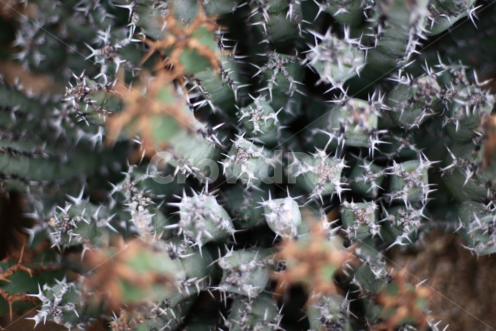 식물,자연,풍경,다육이,선인장,식물,자연,plants,nature