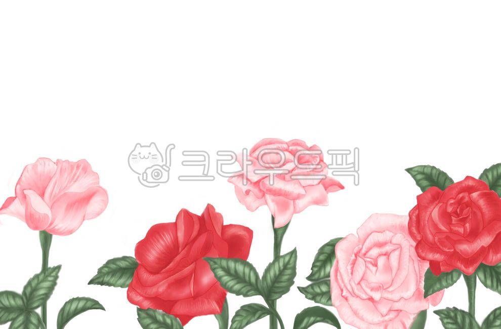 장미,꽃,꽃배경,rose,장미꽃