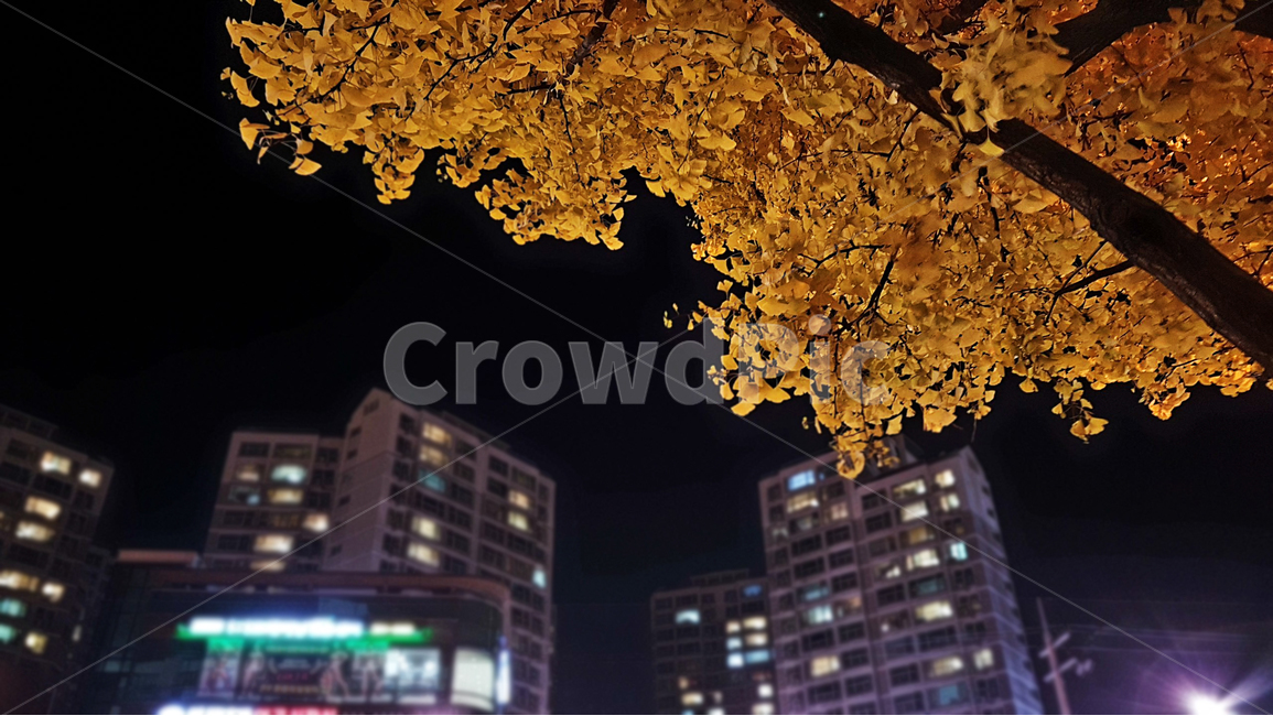 야경,단풍,노랑,도시,밤,가을,nightscape,maple,yellow,city,nihgt,fall,야경,밤,풍경,nightscape,night,landscape,도시,city