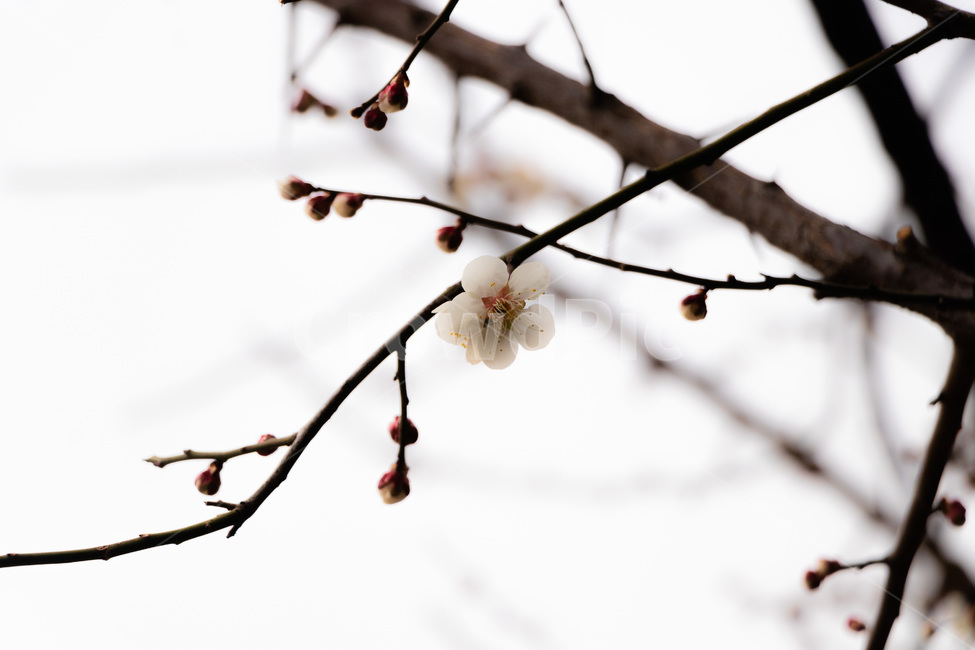매화,매화꽃,매실꽃,백매화,흰매화,봄,계절,spring,season,식물,자연,plants,nature,꽃,flower