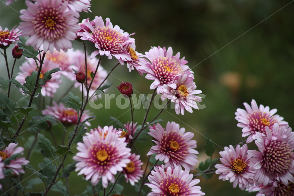 국화,식물,꽃,가을꽃,chrysanthemum,식물,자연,plants,nature,꽃,flower