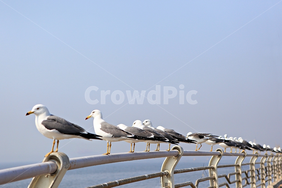갈매기,새,조류,자연,풍경,배경,동물,animal,조류,새,birds