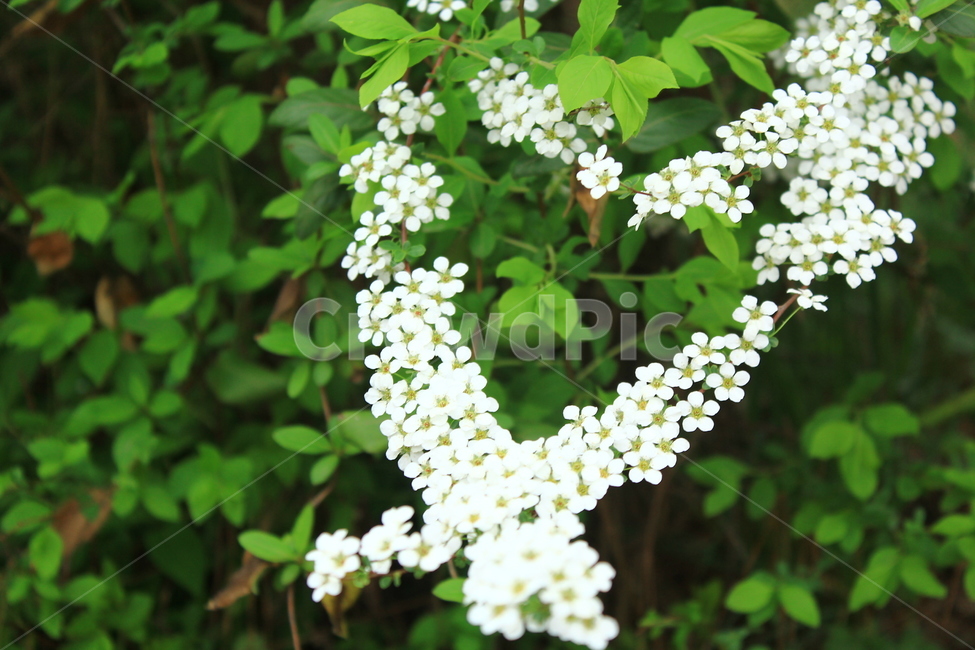 하트,heart,꽃,흰,사랑,love,flower,예쁜,식물,자연,plants,nature,꽃,flower,감정표현,기분,feeling,emotion