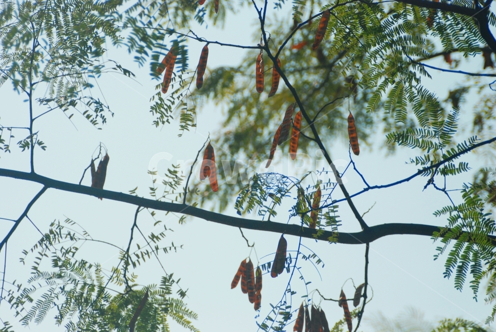 자연,green,tree,나무,식물,환경,초록,하늘,분위기,가을,사물,감성,색감,sky,fruit,가을,계절,fall,autumn,season,식물,자연,plants,nature,감성,sensible,feeling