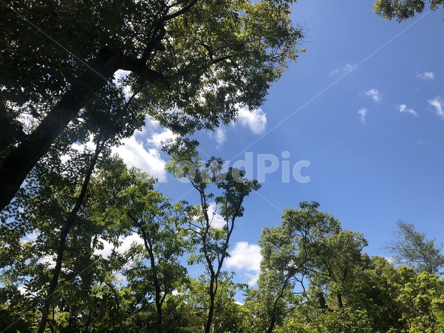 하늘,나무,풍경,풀,구름,자연,풍경,nature,landscape,tree,plant,식물,vegetation,초목
