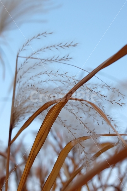 억새,가을,감성사진,감성,파란하늘,하늘,가을사진,사진,꽃,flower,하늘공원,식물,자연,plants,nature,가을,계절,fall,autumn,season,grass,잔디,plant,lawn,reed,갈대