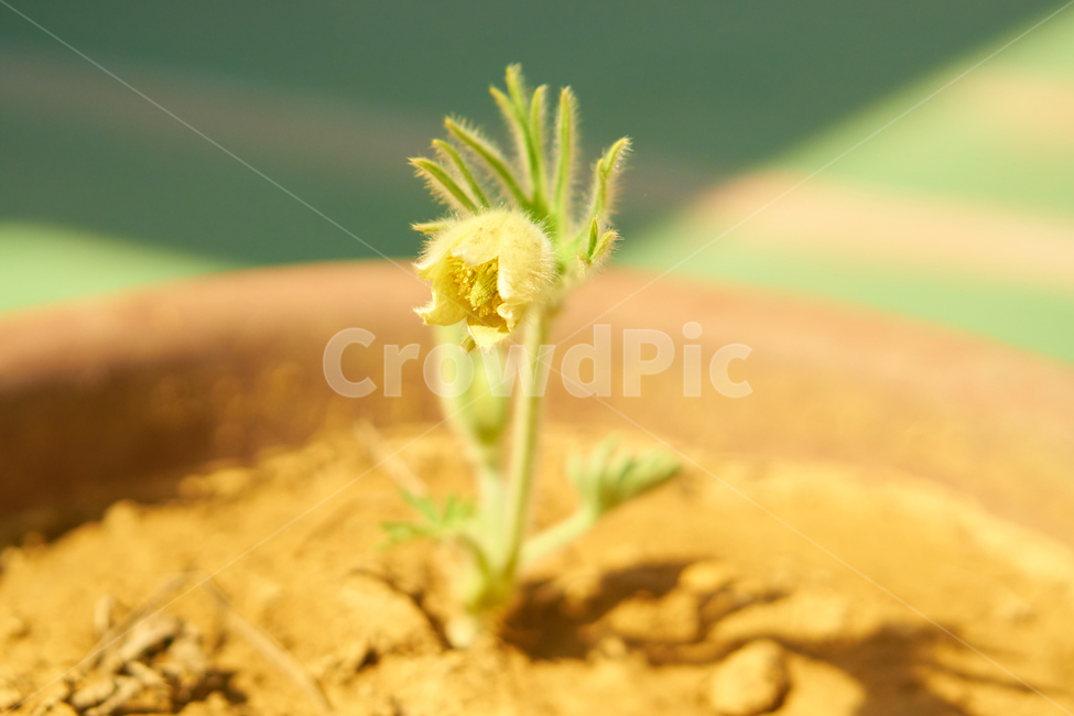 할미꽃,노란할미꽃,희귀종,식물,봄,생화,조화,들꽃,약재,pasqueflower,flower,plant,yellowflower,nature,식물,자연,plants,nature,꽃,flower