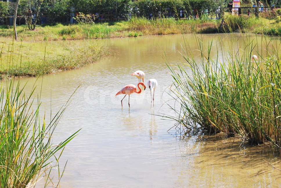 홍학,플라밍고,bird,새,animal,자연,동물,animal,조류,새,birds