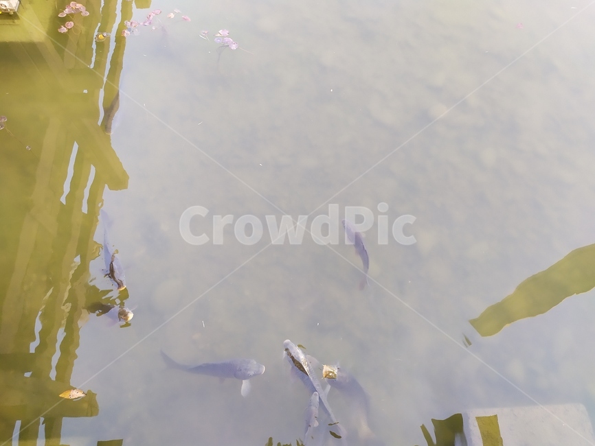 가을,물고기,연못,fish,pond,fall,어류,물고기,fish