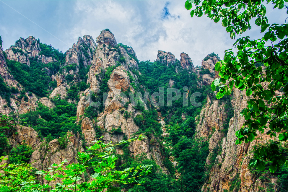 설악산,공원,국립공원,여름,tree,나무,plant,식물,자연,풍경,nature,landscape