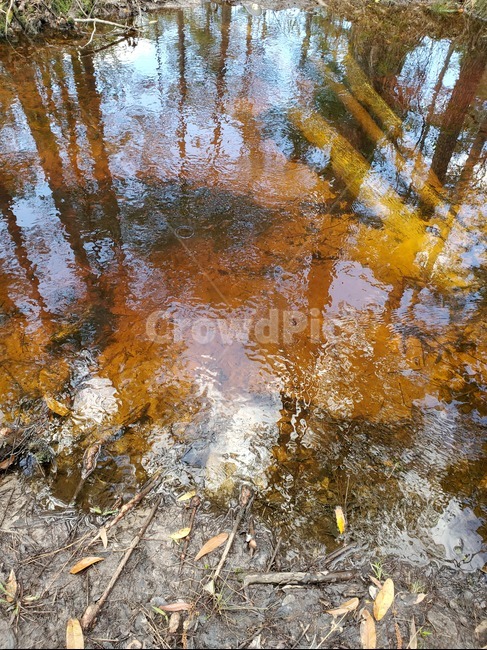 nature,outdoors,자연,물,water,습지,swamp,marsh
