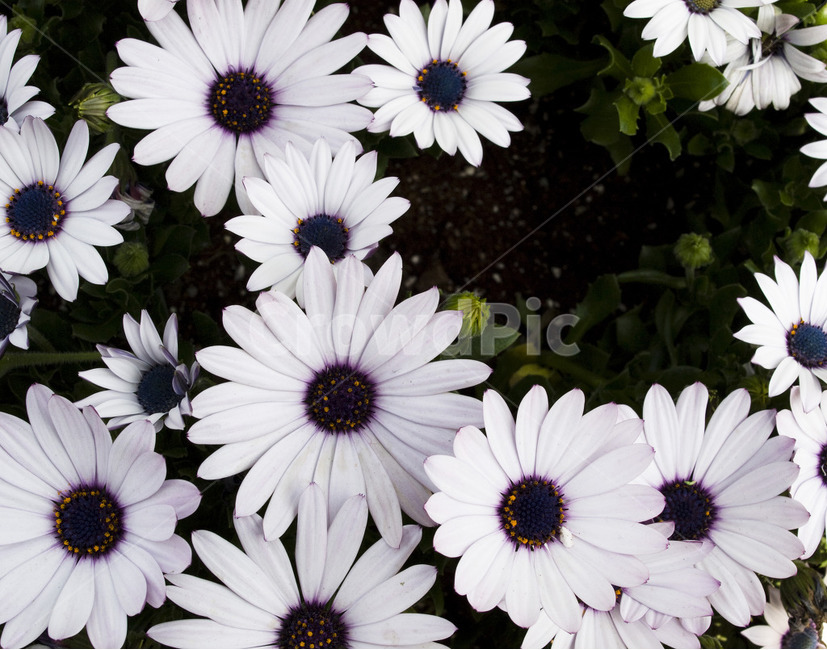 꽃,아웃포커싱,별꽃,flower,자연,식물,자연,plants,nature,꽃,flower