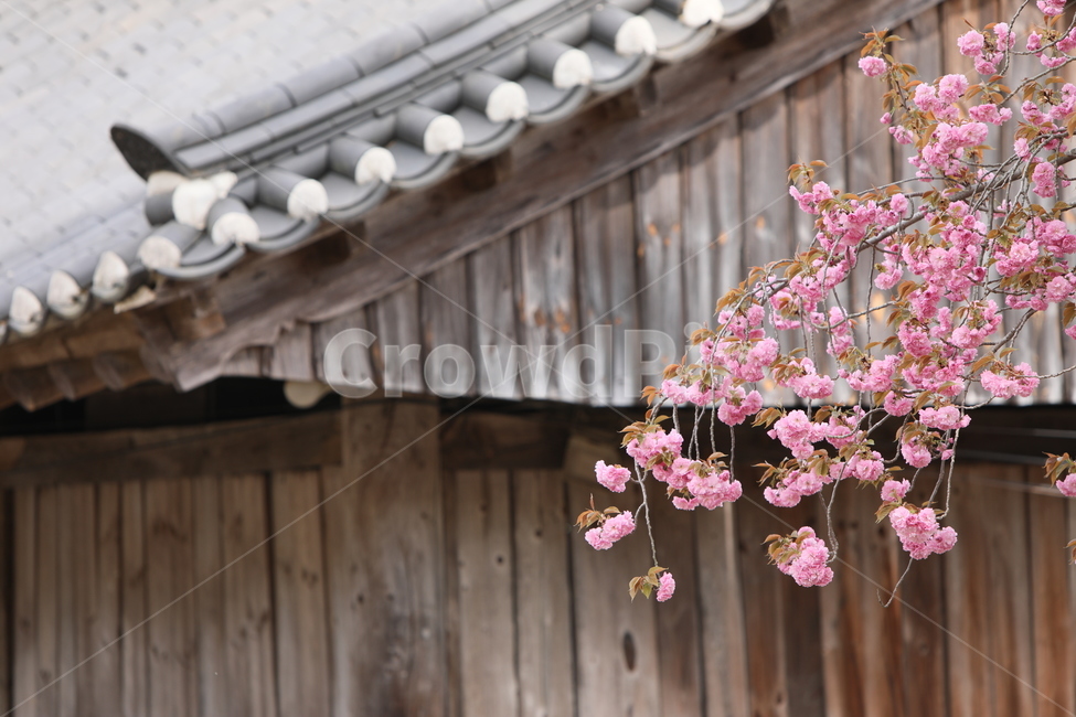 순천,선암사,만첩왕벚,겹벚꽃,벚꽃,봄,사찰,왕벚꽃,봄,계절,spring,season,한국전통,한국문화,korean traditional,korean culture,식물,자연,plants,nature,꽃,flower,plant