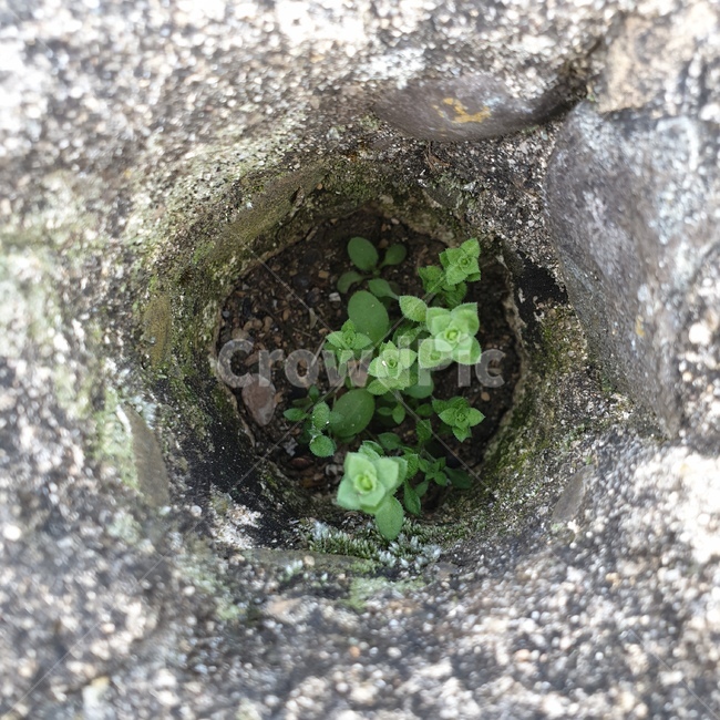 hole,생명,자연,새싹,신비