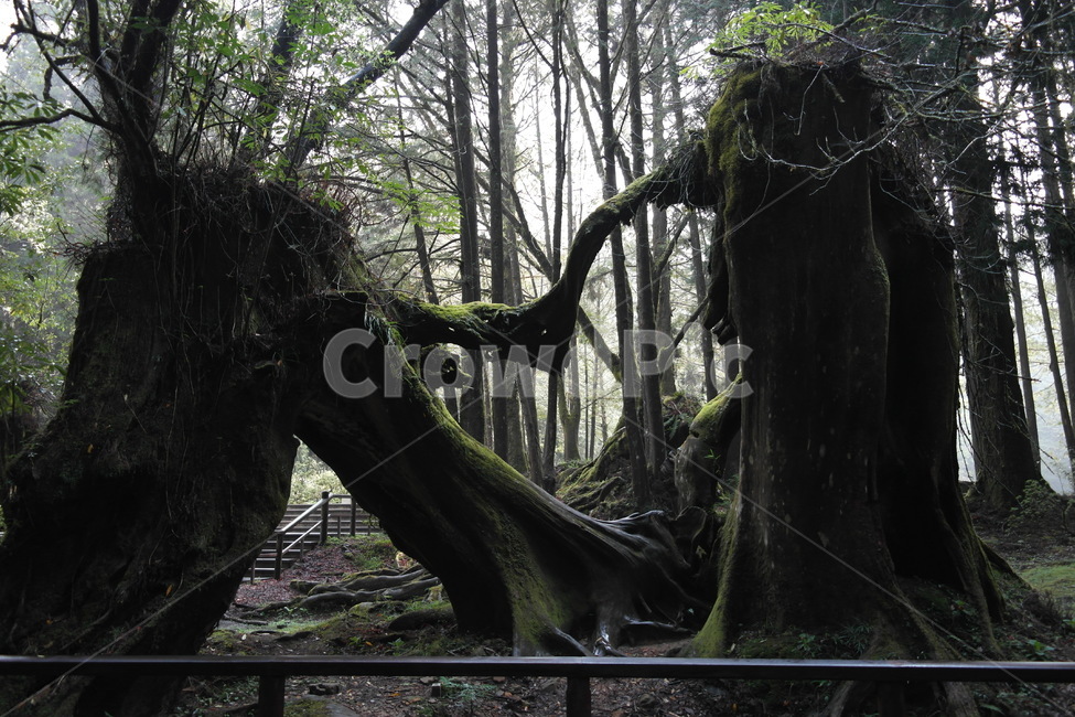 자연,하트,사랑,나무,신비,love,하트모양,형상,식물,자연,plants,nature,나무,trees,wood
