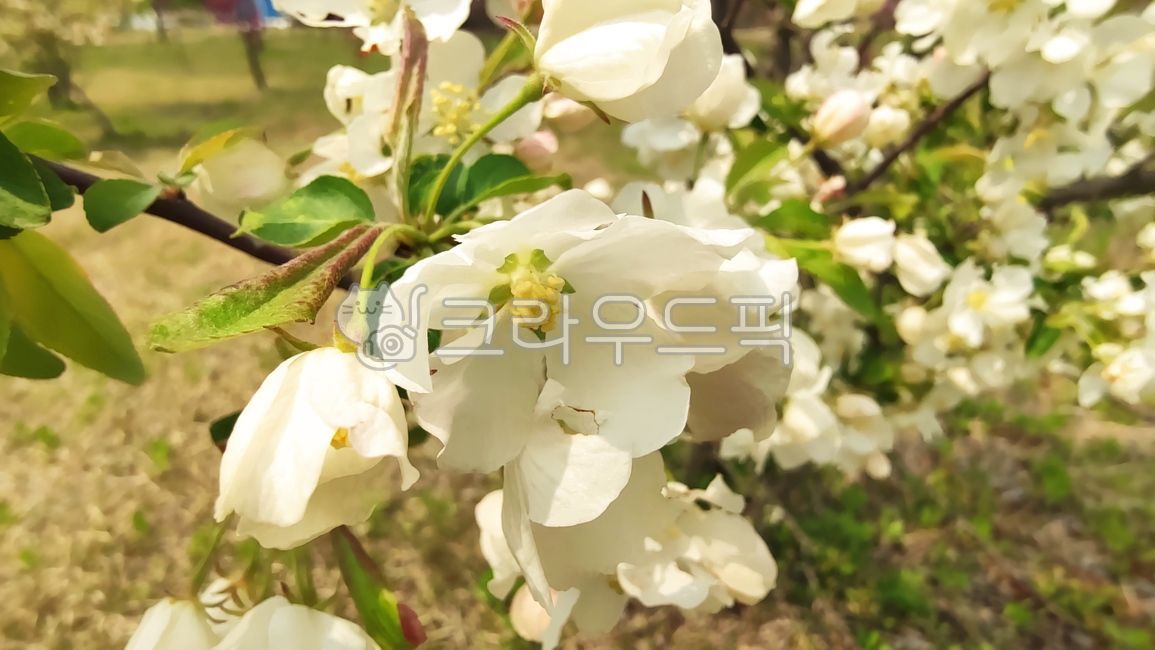 꽃사과,꽃사과나무,사과꽃,malusprunifolia,벚잎꽃사과,돌사과,plant,식물,blossom,flower,꽃,petal,꽃잎