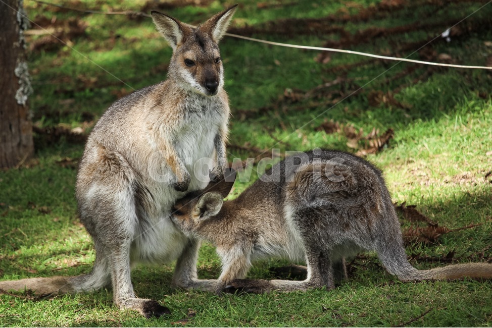 왈라비새끼,엄마왈라비,새끼주머니,와일드라이프,새끼왈라비,wildlife,wallaby,motherwallaby,babywallaby,australia,동물,animal,포유류,mammal