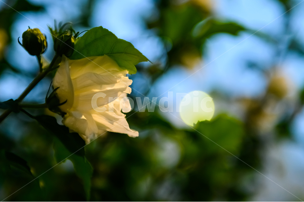 흰꽃,꽃,밤,해질녘,저녁,flower,whiteflower,night,nightfall,background
