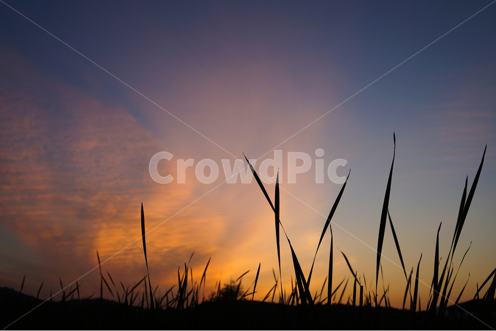 석양,노을,해넘이,하늘,풍경,자연,풀잎,자연,풍경,nature,landscape,grass,잔디,plant,식물,outdoors,옥외
