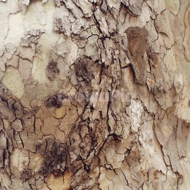 plant,식물,tree,나무,자연,질감,texture,가을