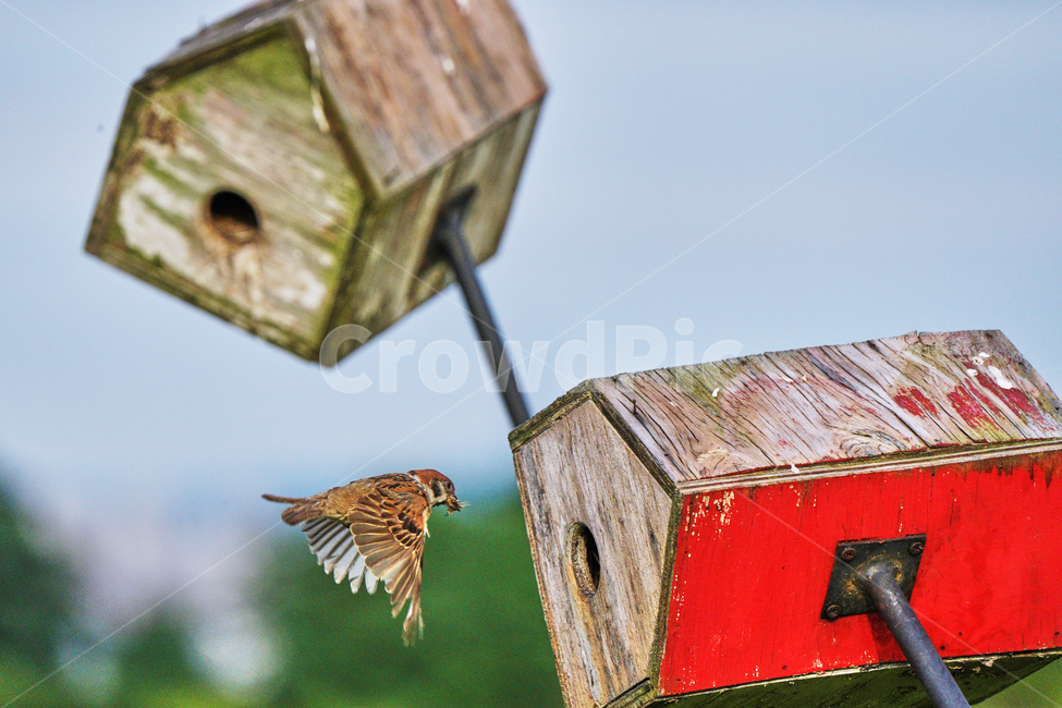 참새,둥지,조류,자연,먹이활동,하늘공원,동물,animal,조류,새,birds