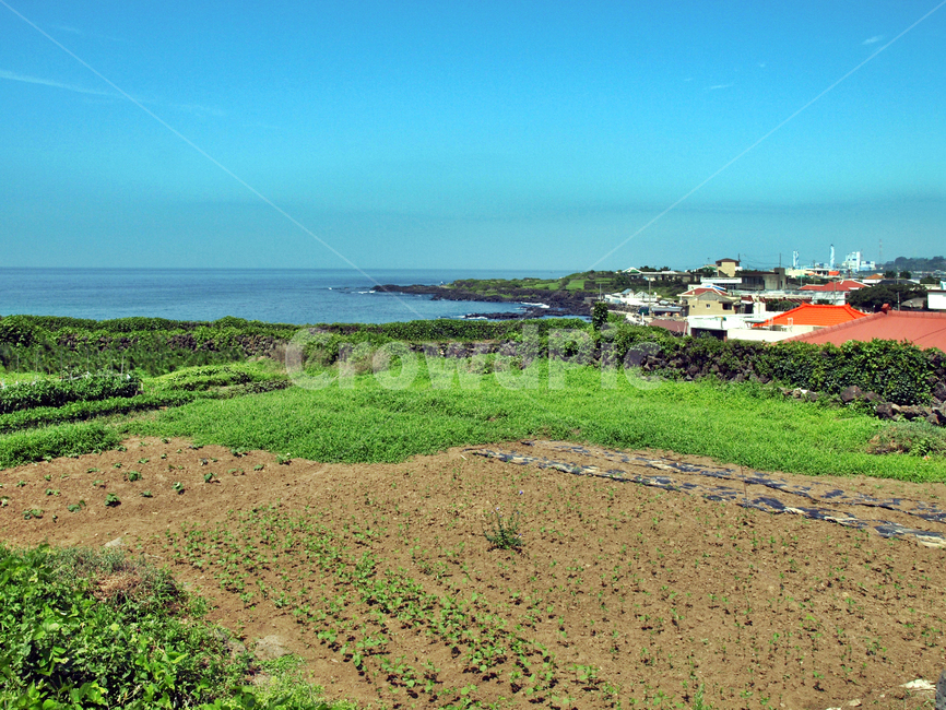 밭,농작물,올레18코스,올레길,제주,화북,마을,제주도,jeju,jeju island,시골,마을,풍경,landscape,country,rural,town,outdoors,옥외,land,땅,nature,자연,ground,바닥