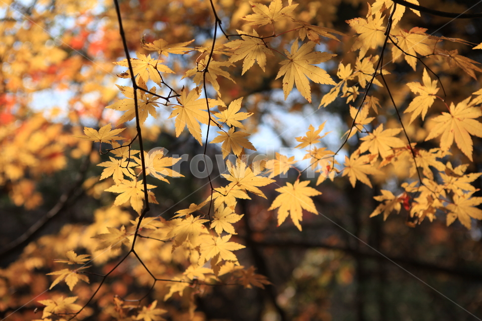 단풍,가을,나무,만추,단풍숲,가을,계절,fall,autumn,season,식물,자연,plants,nature,plant,leaf,잎,tree