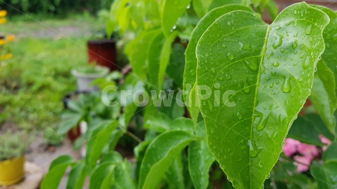 자연,꽃잎,풀잎,잎,정원,식물,자연,plants,nature,비,비오는날,rain,rainy