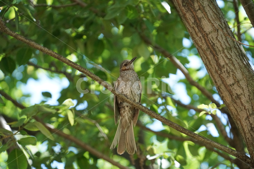 직박구리,참새목,조류,animal,동물,bird,새,동물,animal,조류,새,birds