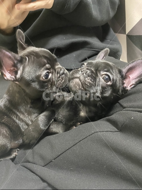 댕댕이,강아지,펫,dog,개,동물,프렌치불독,frenchbulldog,canine,새끼강아지