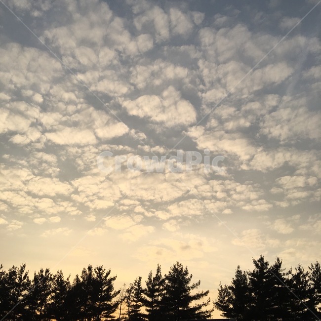 노을,하늘,구름,해질녘,나무,자연,풍경,자연,풍경,nature,landscape,tree,plant,식물,fir,전나무