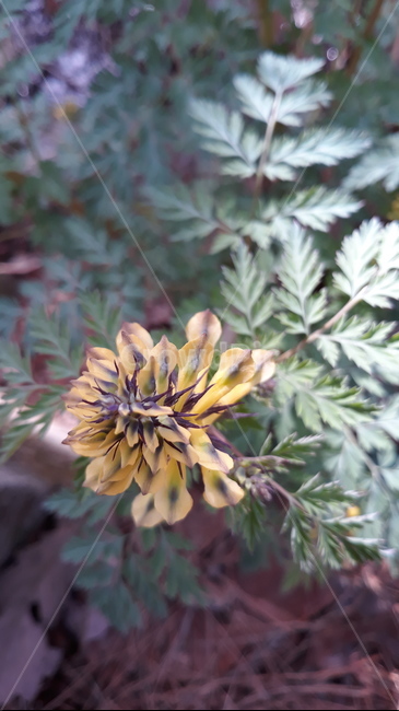 plant,식물,수목원,봄,꽃